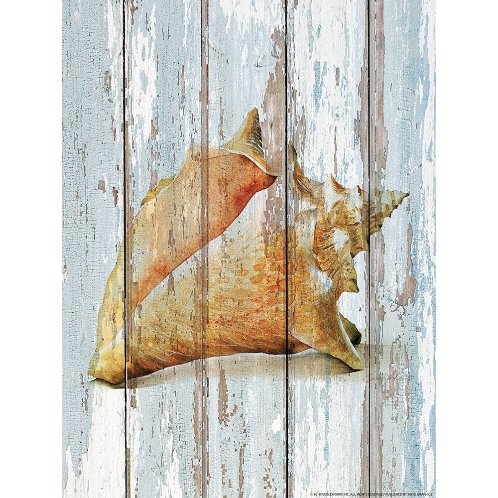 Seashell 3 Poster Print by Inc. Nobleworks-VARPDXNOB192 Image 1