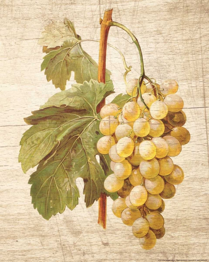 Grapevine 1 Poster Print by Inc. Nobleworks-VARPDXNOB78 Image 1