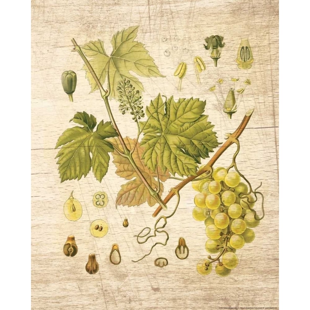 Grapevine 3 Poster Print by Inc. Nobleworks-VARPDXNOB80 Image 2