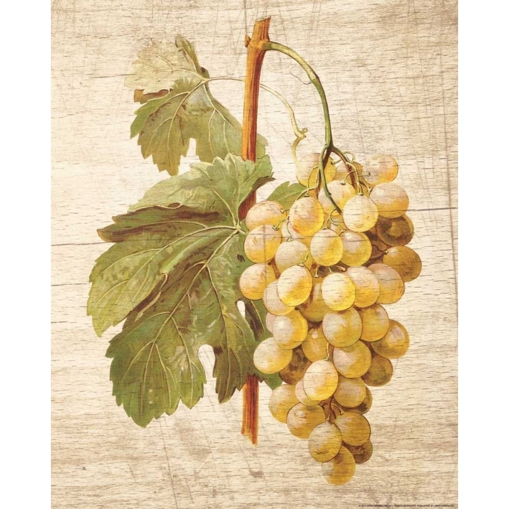 Grapevine 1 Poster Print by Inc. Nobleworks-VARPDXNOB78 Image 2