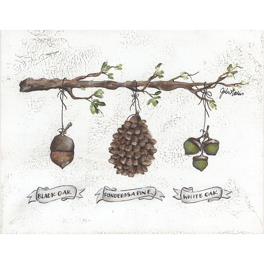 Pinecone Acorn Study Poster Print - Julie Norkus-VARPDXNOR227 Image 1