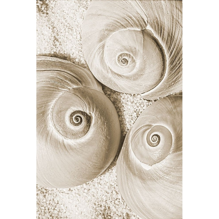 seashell II Poster Print - Norm Stelfox-VARPDXNR469A Image 1