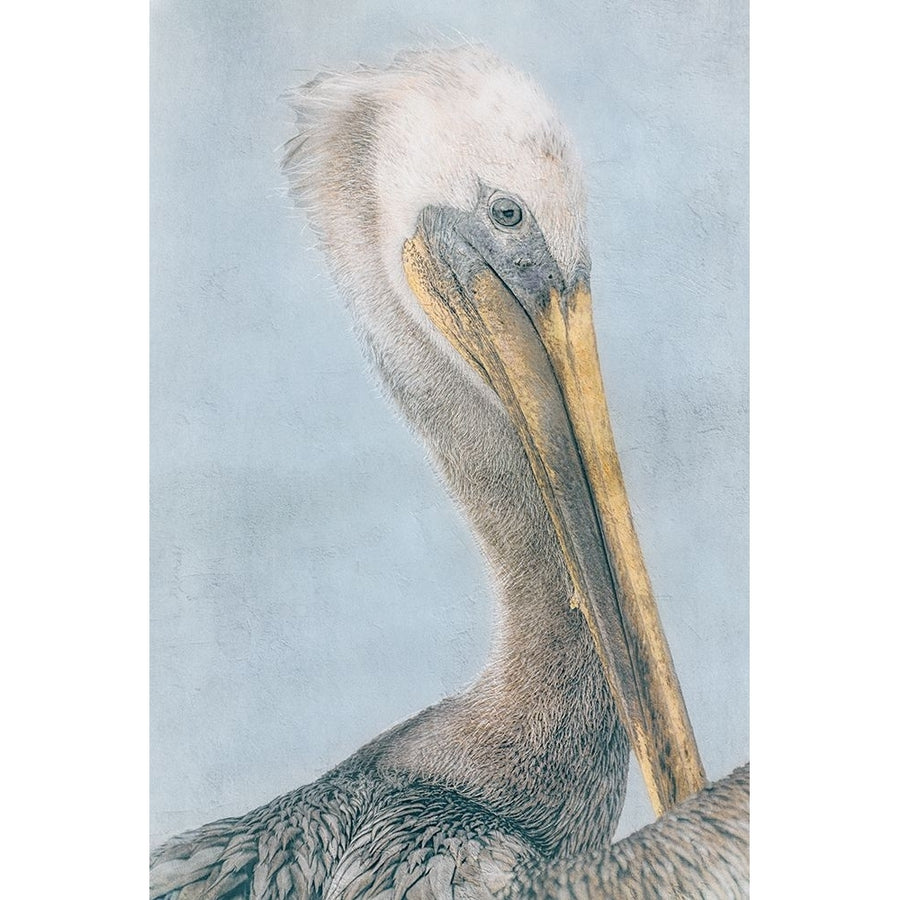 Long Beak Bird I Poster Print - Norm Stelfox-VARPDXNR705A Image 1