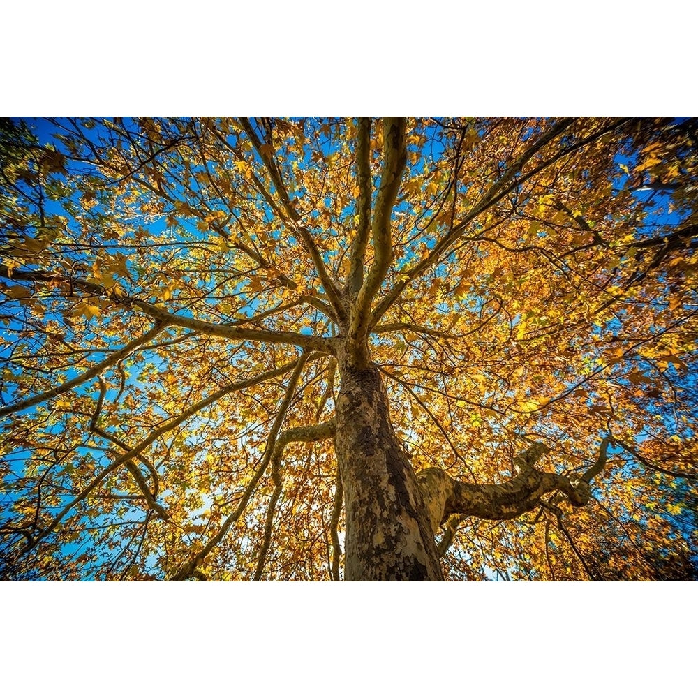 Fall Tree Poster Print by Tim Oldford-VARPDXO307D Image 2