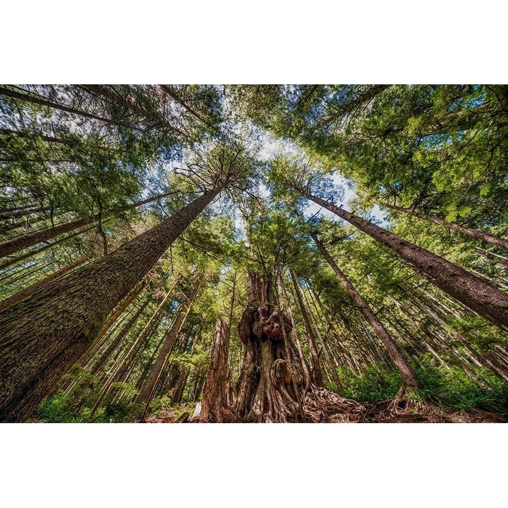 Avatar Grove Canopy Poster Print by Tim Oldford-VARPDXO322D Image 1