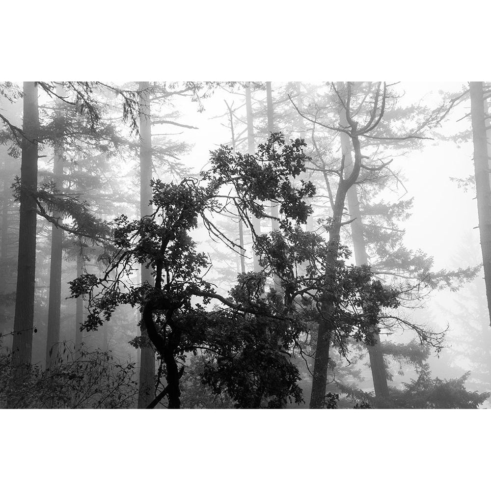 Foggy Trees Poster Print by Tim Oldford-VARPDXO339D Image 1