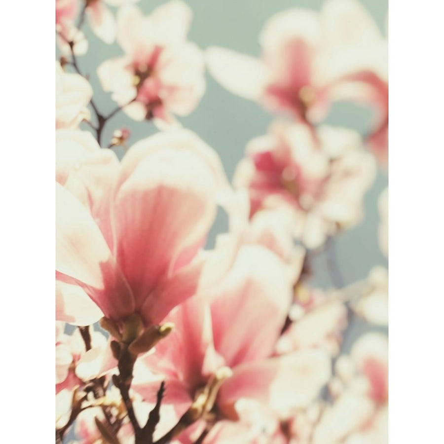 Paris Petals 1 Poster Print by Carina Okula-VARPDXO357D Image 1