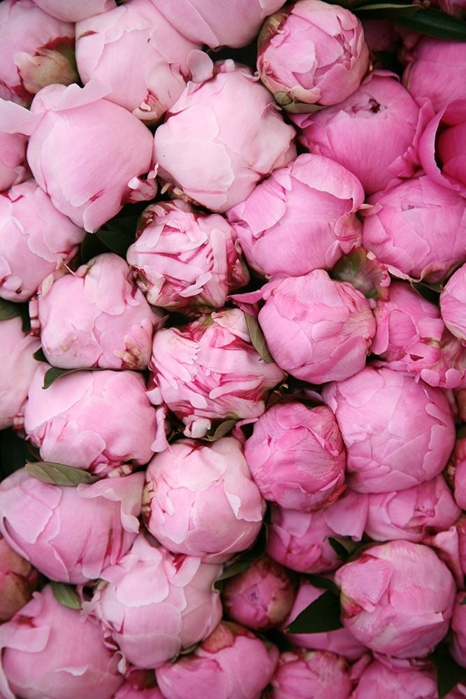 Peony 3 Poster Print by Carina Okula-VARPDXO362D Image 1