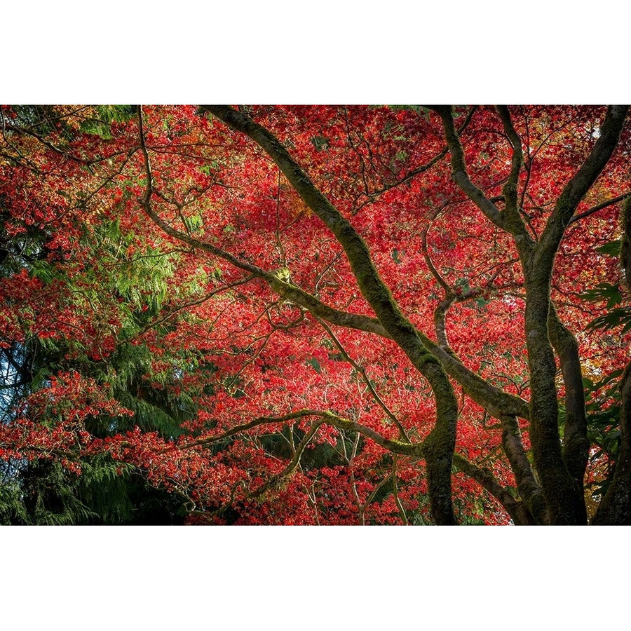 Autumn Beauty Poster Print by Tim Oldford-VARPDXO395D Image 1