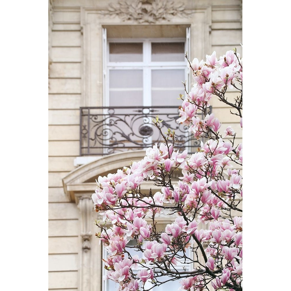 Spring Magnolias in Paris Poster Print - Carina Okula-VARPDXO448D Image 1