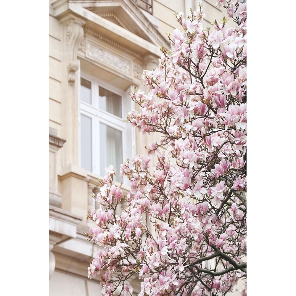 Pink Spring Magnolias in Paris Poster Print - Carina Okula-VARPDXO456D Image 1