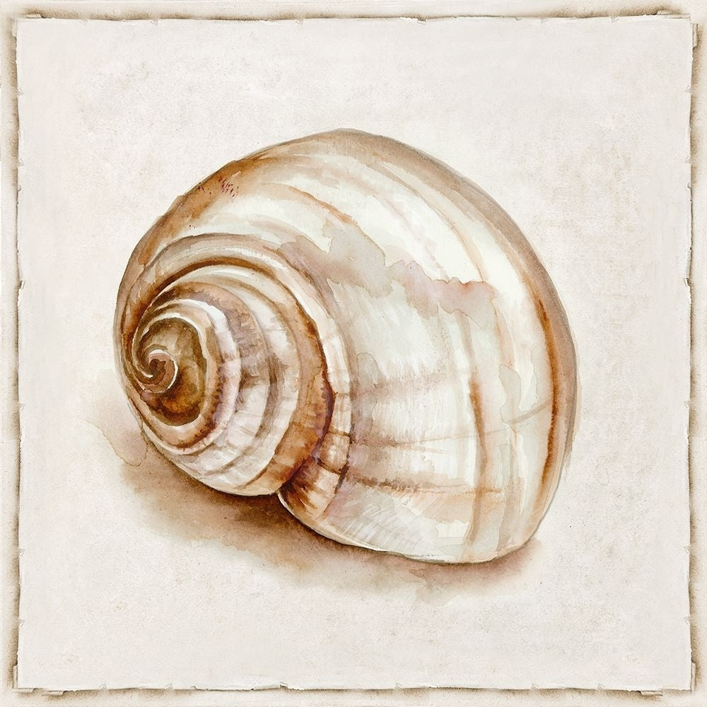 Pink Vintage Shell II Poster Print - Eli Jones-VARPDXOE026A Image 1