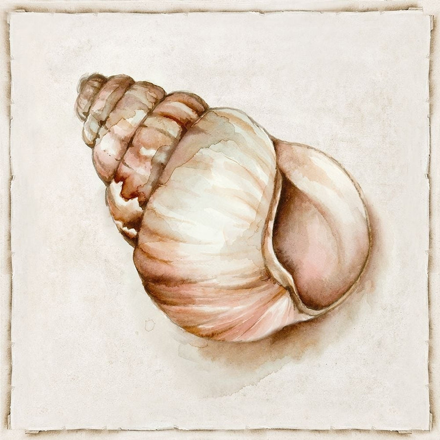 Pink Vintage Shell I Poster Print - Eli Jones-VARPDXOE025A Image 1