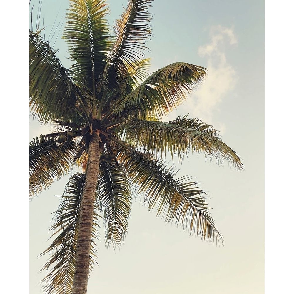 Coconut Palm Poster Print by Olivia Joy-VARPDXOJ133A Image 1