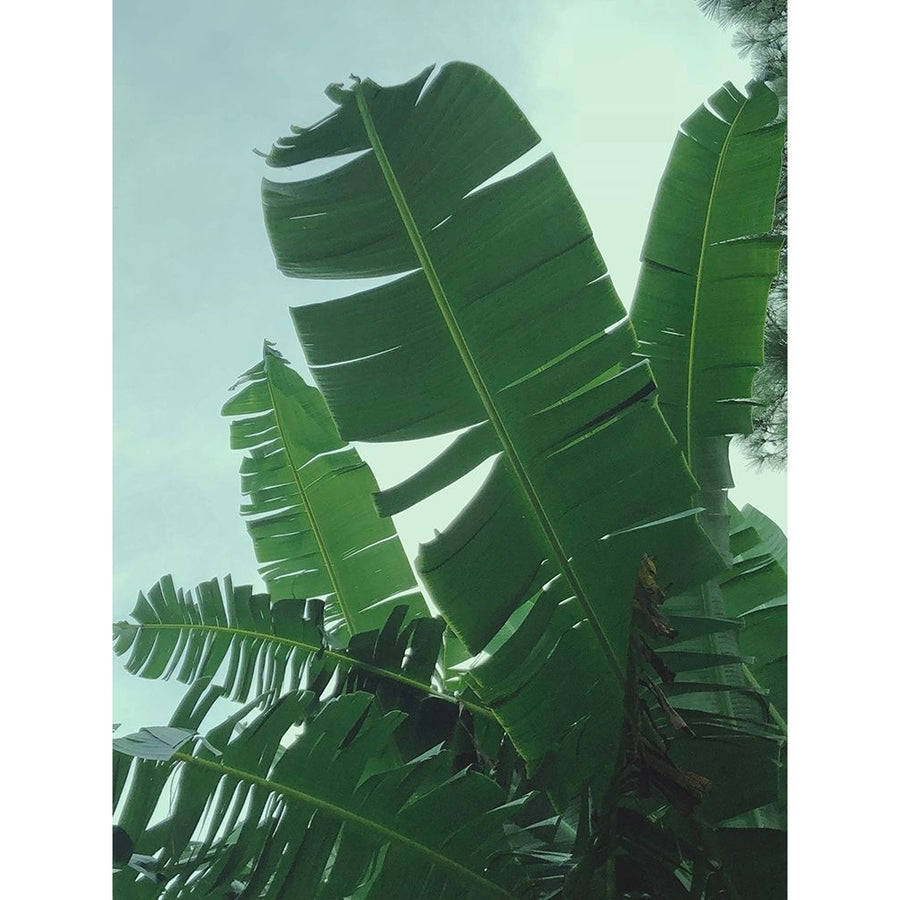 Banana Leaves Poster Print - Olivia Joy-VARPDXOJ126A Image 1