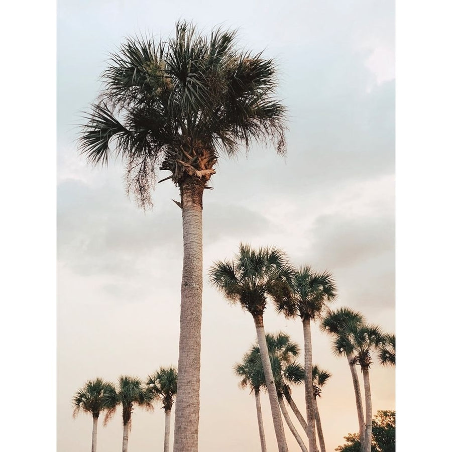 Tall Palms Poster Print by Olivia Joy-VARPDXOJ135A Image 1