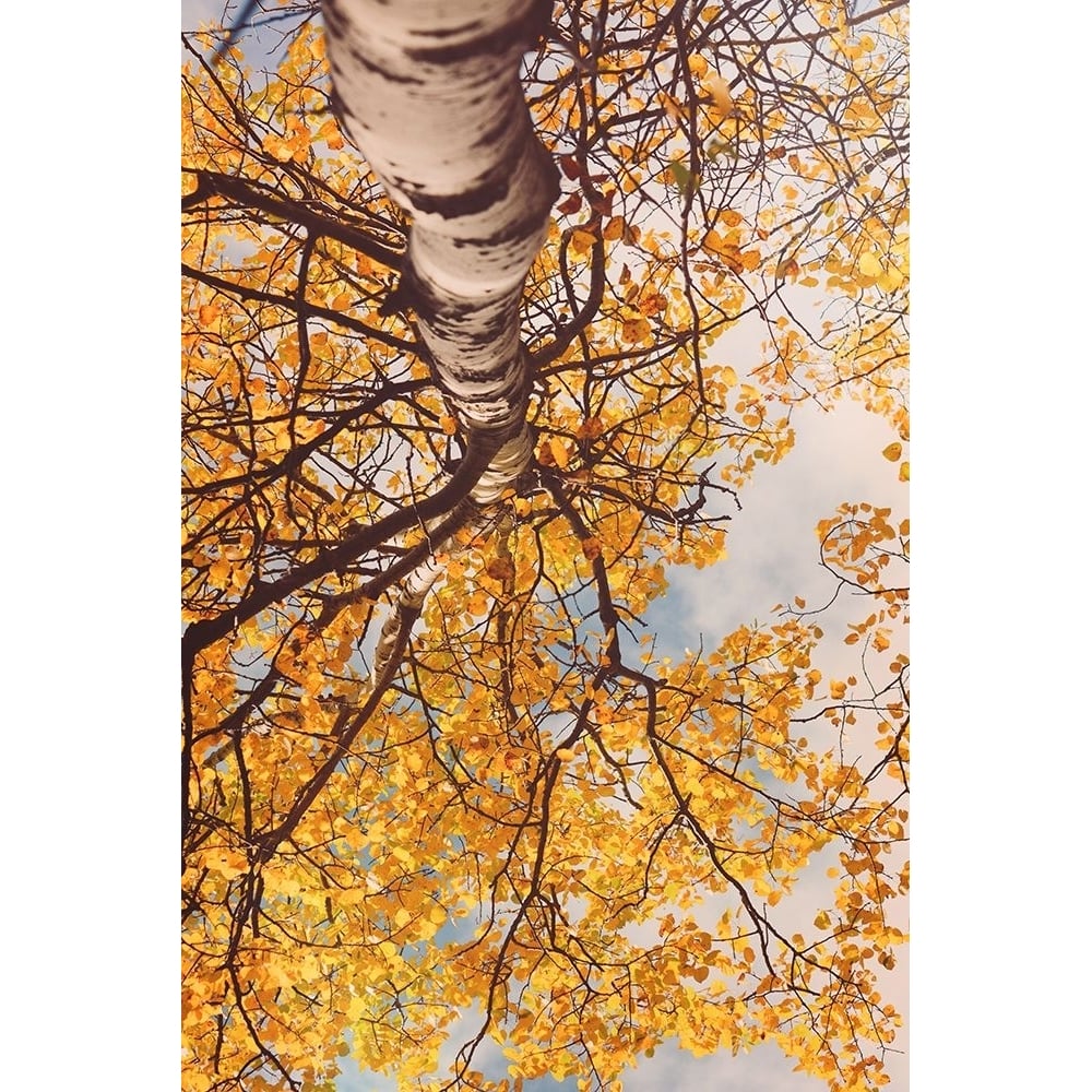 Fall Coloured Leaves Poster Print - Olivia Joy-VARPDXOJ185A Image 1