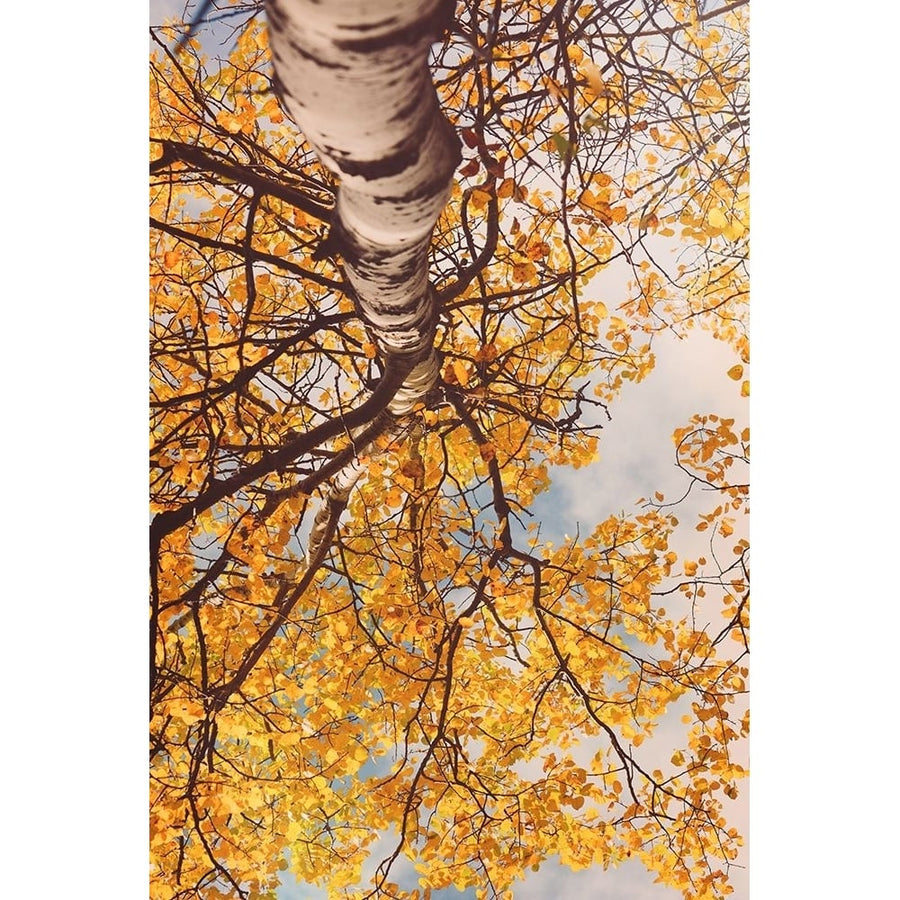 Fall Coloured Leaves Poster Print - Olivia Joy-VARPDXOJ185A Image 1