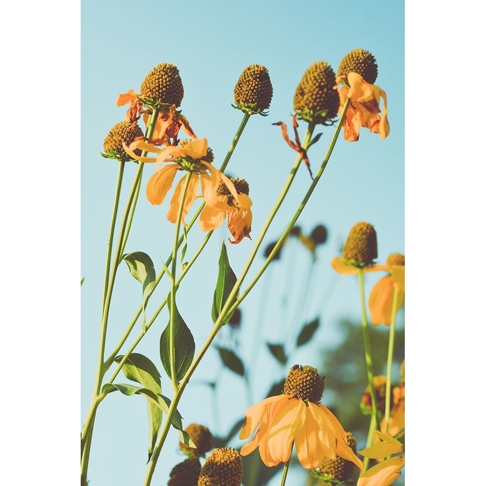 Reaching Sunlight Poster Print by Olivia Joy-VARPDXOJ207A Image 1