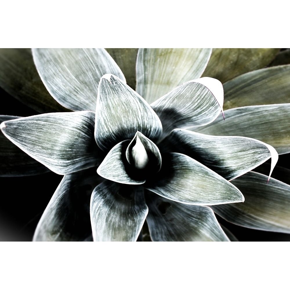 California Succulent by Irena Orlov-VARPDXOR164A Image 1