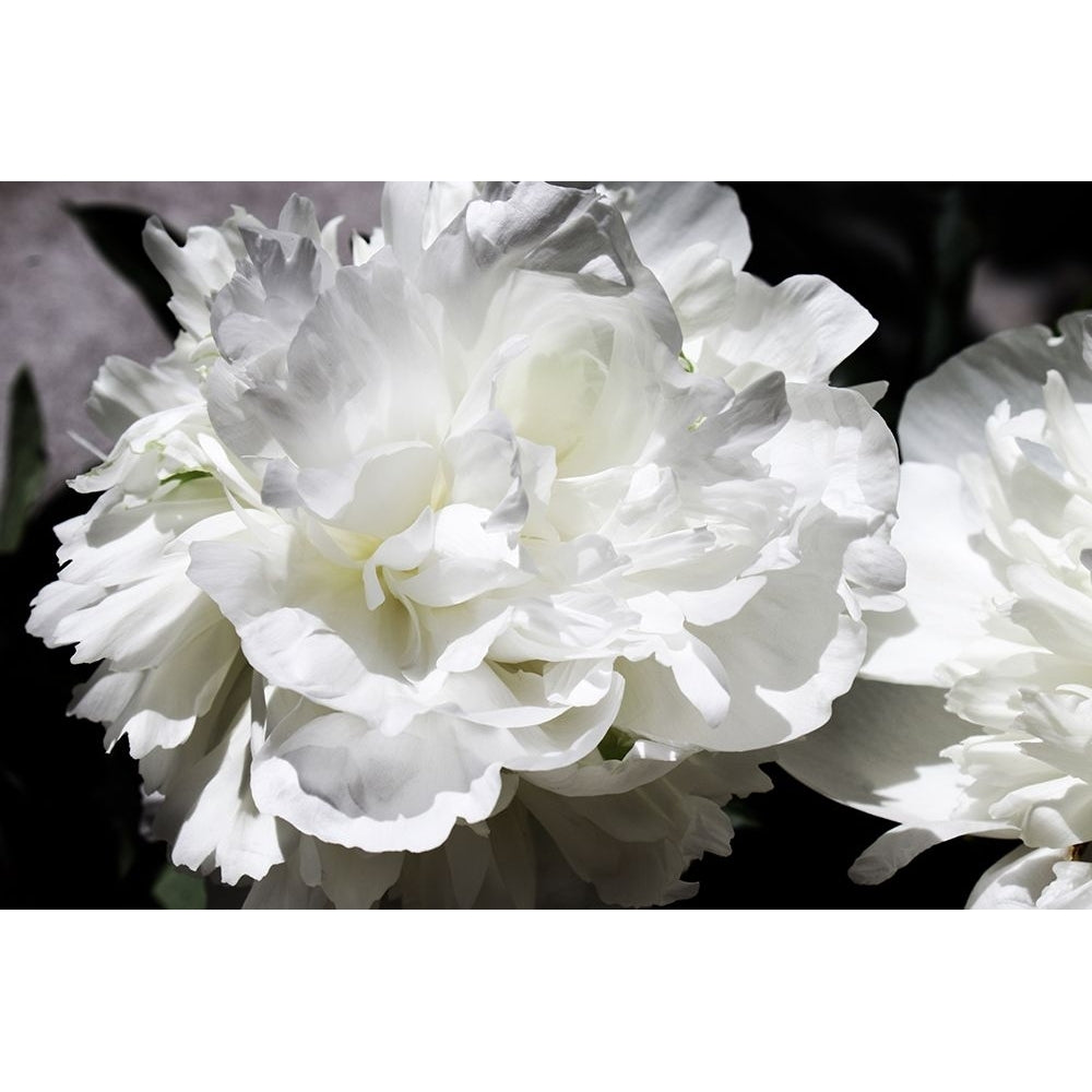 White Peony I Poster Print - Irena Orlov-VARPDXOR391A Image 1