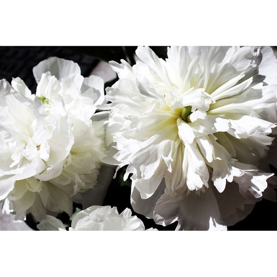 White Peony II Poster Print - Irena Orlov-VARPDXOR392A Image 1