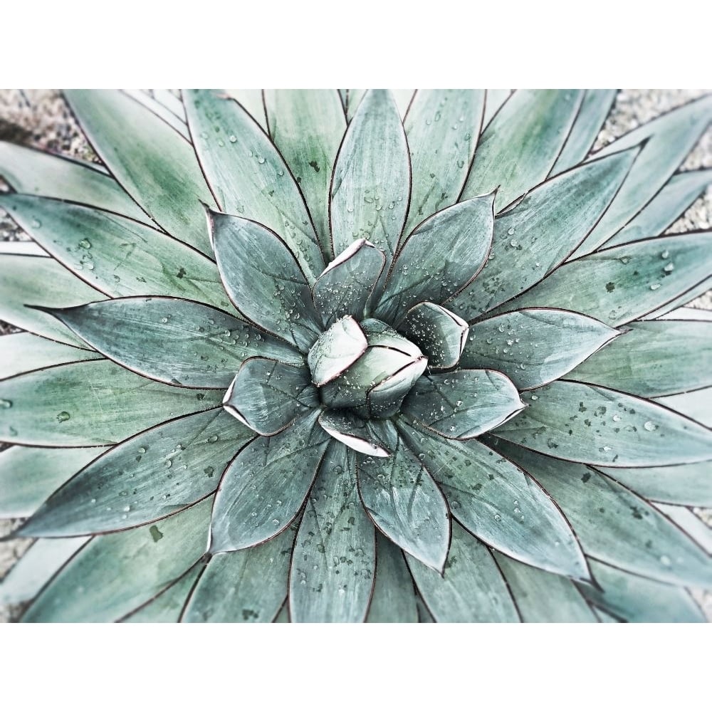 Stunning Agave I Poster Print - Irena Orlov-VARPDXOR430A Image 1