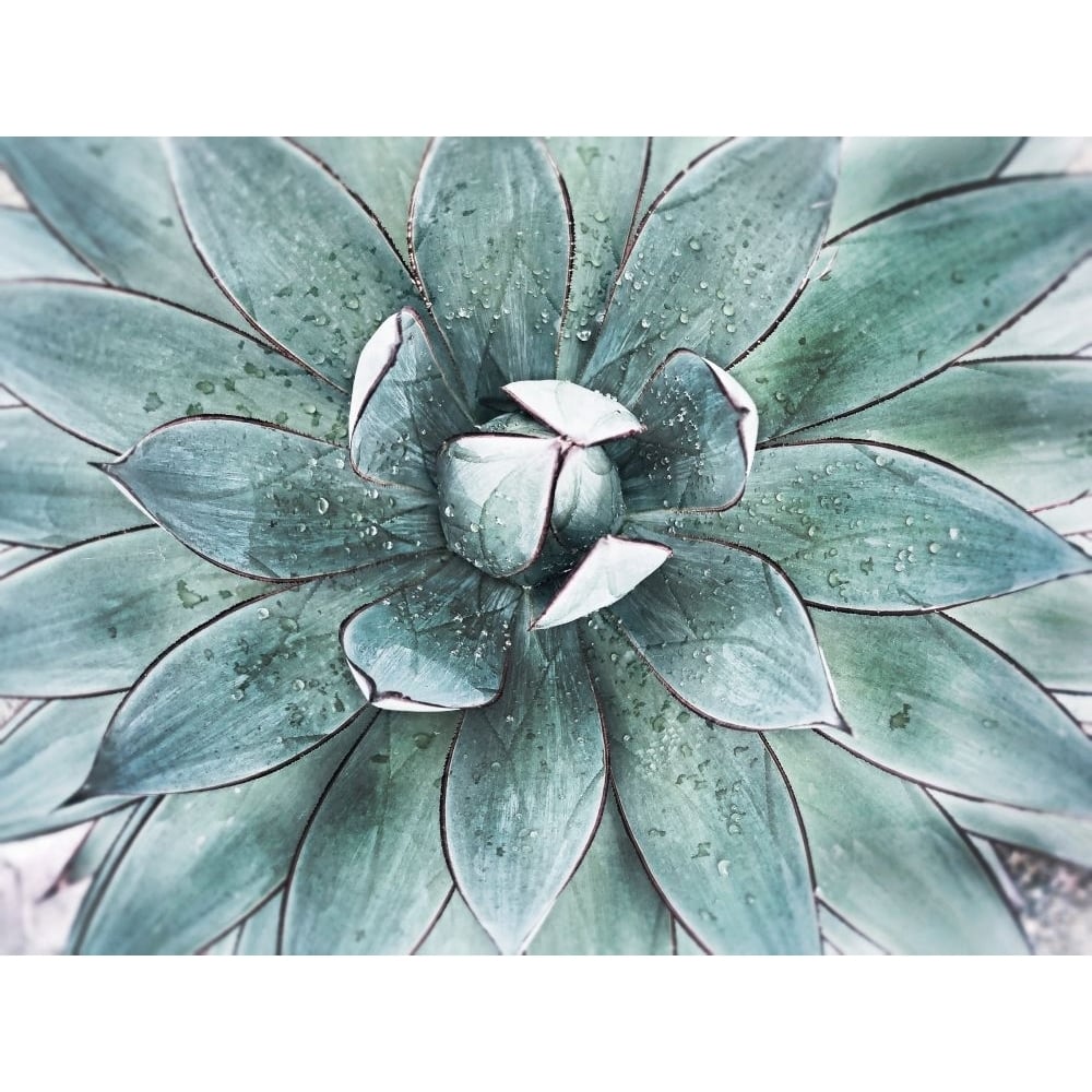 Stunning Agave II Poster Print - Irena Orlov-VARPDXOR431A Image 1