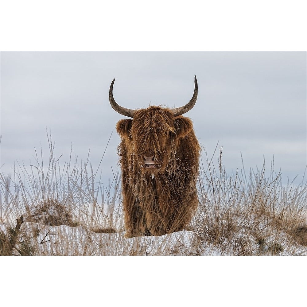 Highlander in Snow by Van Den-VARPDXOX070A Image 1