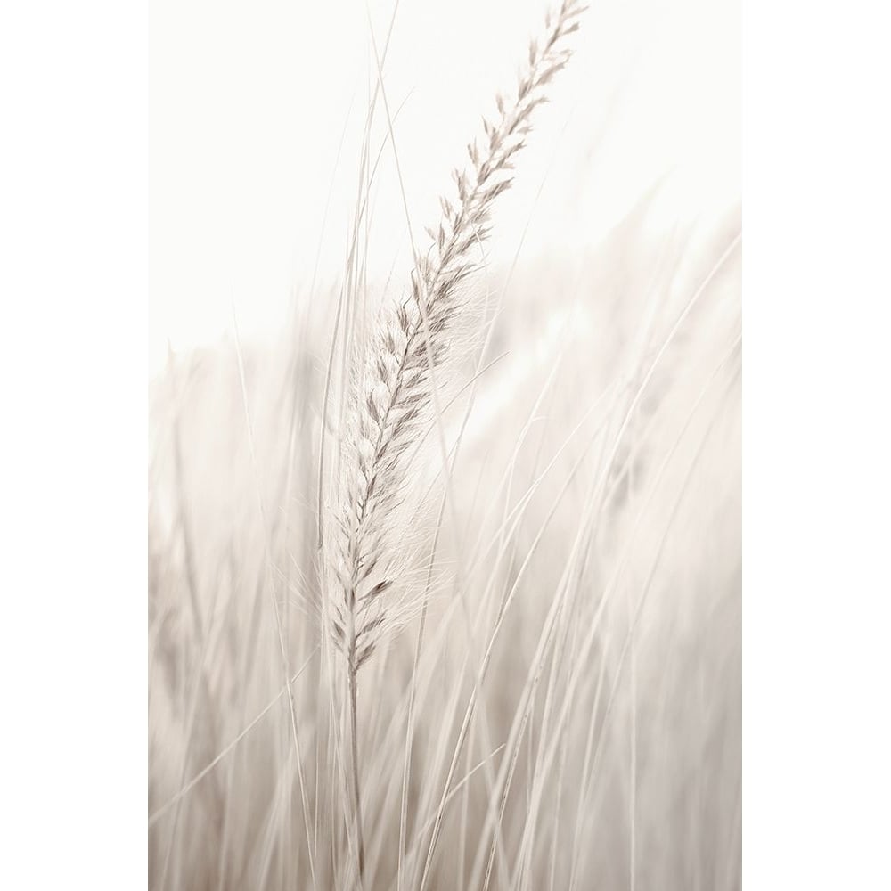 Grass Poster Print - Studio III-VARPDXOX323A Image 1