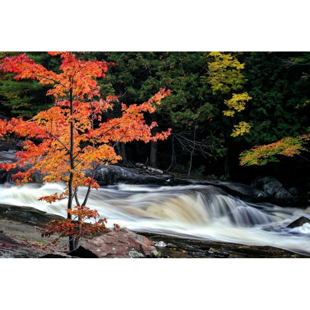 Autumn Lower Rosseau Falls Poster Print by David W. Pollard-VARPDXP1123D Image 1