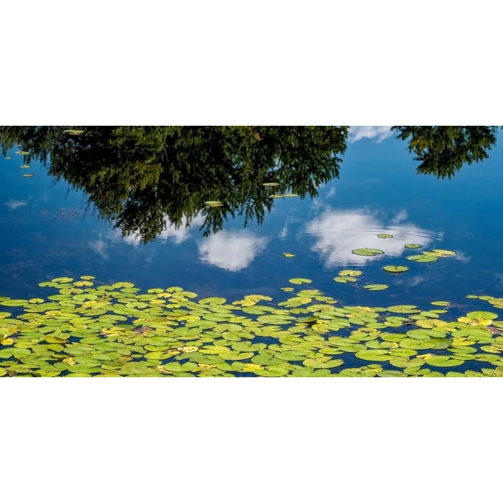 Water Lilies and Reflection Poster Print by David W. Pollard-VARPDXP1126D Image 1