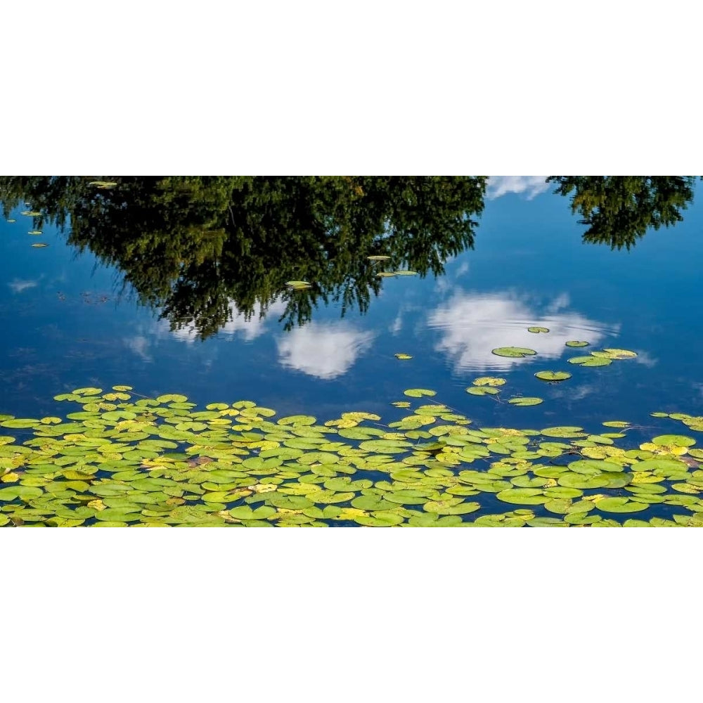 Water Lilies and Reflection Poster Print by David W. Pollard-VARPDXP1126D Image 2