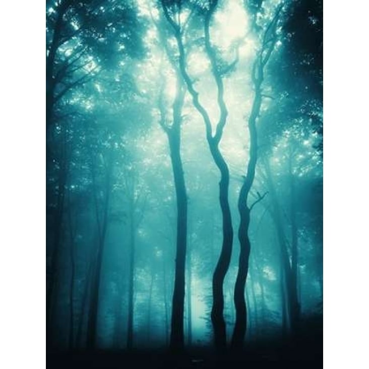 Blue Light Woods Poster Print by PhotoINC Studio-VARPDXP893D Image 1