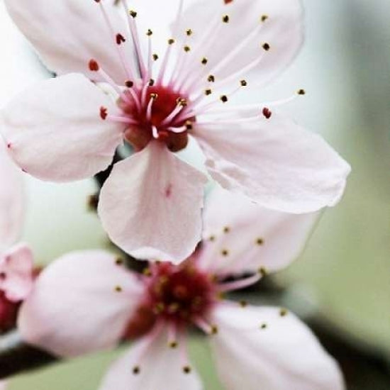 Cherry Flower 2 Poster Print by PhotoINC Studio-VARPDXP898D Image 2