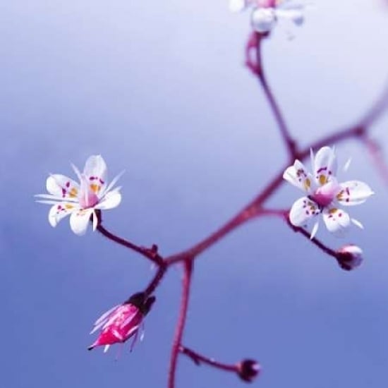 Cherry Flower 3 Poster Print by PhotoINC Studio-VARPDXP899D Image 2