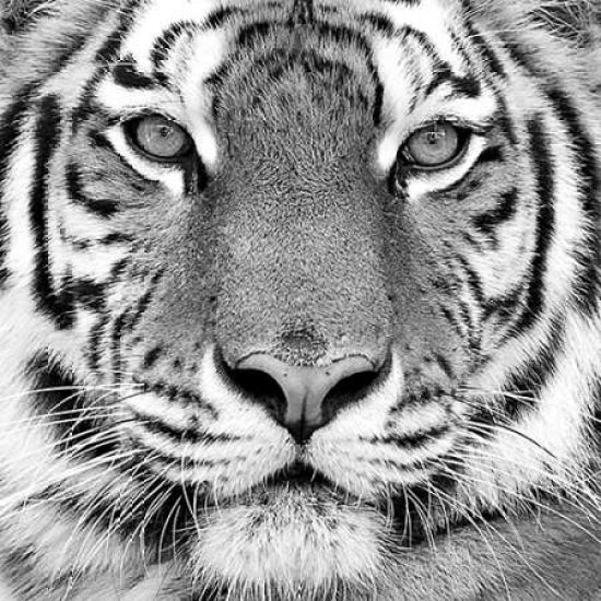 Tiger Poster Print by PhotoINC Studio-VARPDXP946D Image 1