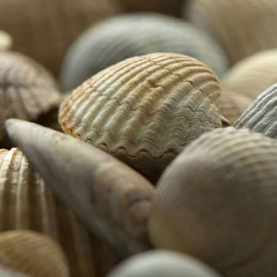 Shells 2 Poster Print by PhotoINC Studio-VARPDXP941D Image 1