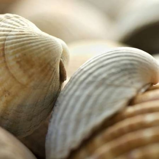 Shells 4 Poster Print by PhotoINC Studio-VARPDXP943D Image 2