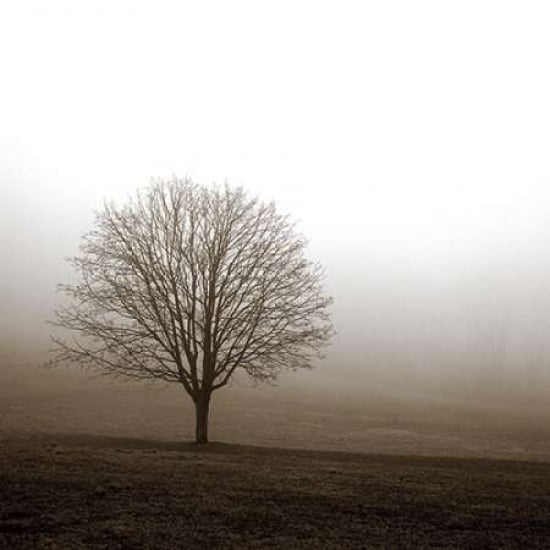 Tree in Mist 1 Poster Print by PhotoINC Studio-VARPDXP947D Image 1