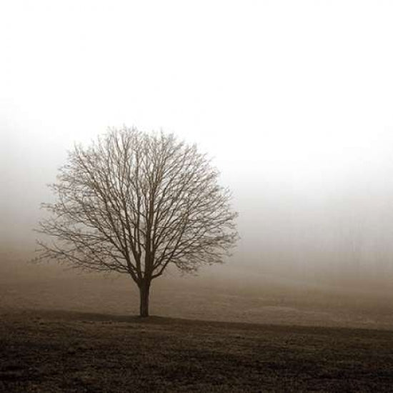 Tree in Mist 1 Poster Print by PhotoINC Studio-VARPDXP947D Image 2