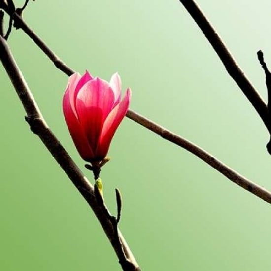 Tulip Tree 3 Poster Print by PhotoINC Studio-VARPDXP953D Image 2