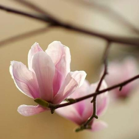 Tulip Tree 1 Poster Print by PhotoINC Studio-VARPDXP951D Image 2