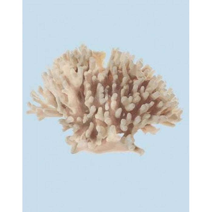 Coral I Poster Print by PI Studio-VARPDXPA289A Image 1