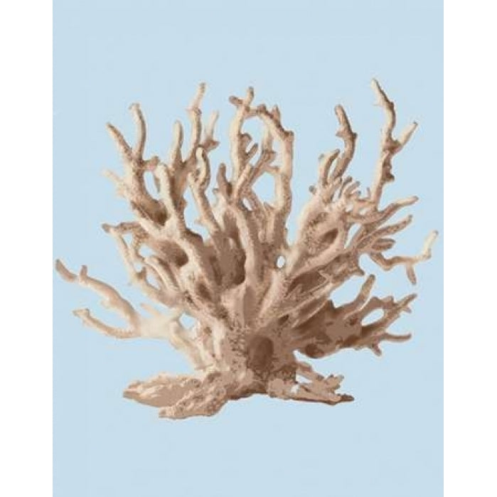 Coral II Poster Print by PI Studio-VARPDXPA290A Image 1