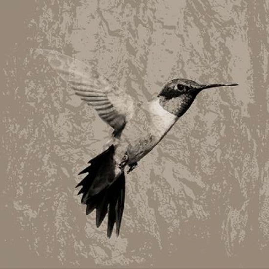 Feathered I Poster Print by PI Studio-VARPDXPA540A Image 1