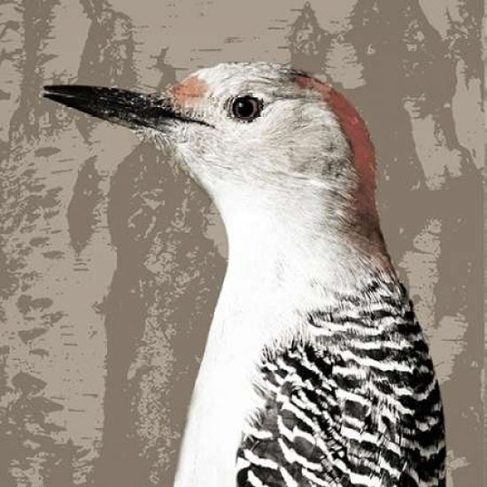 Feathered IV Poster Print by PI Studio-VARPDXPA543A Image 2