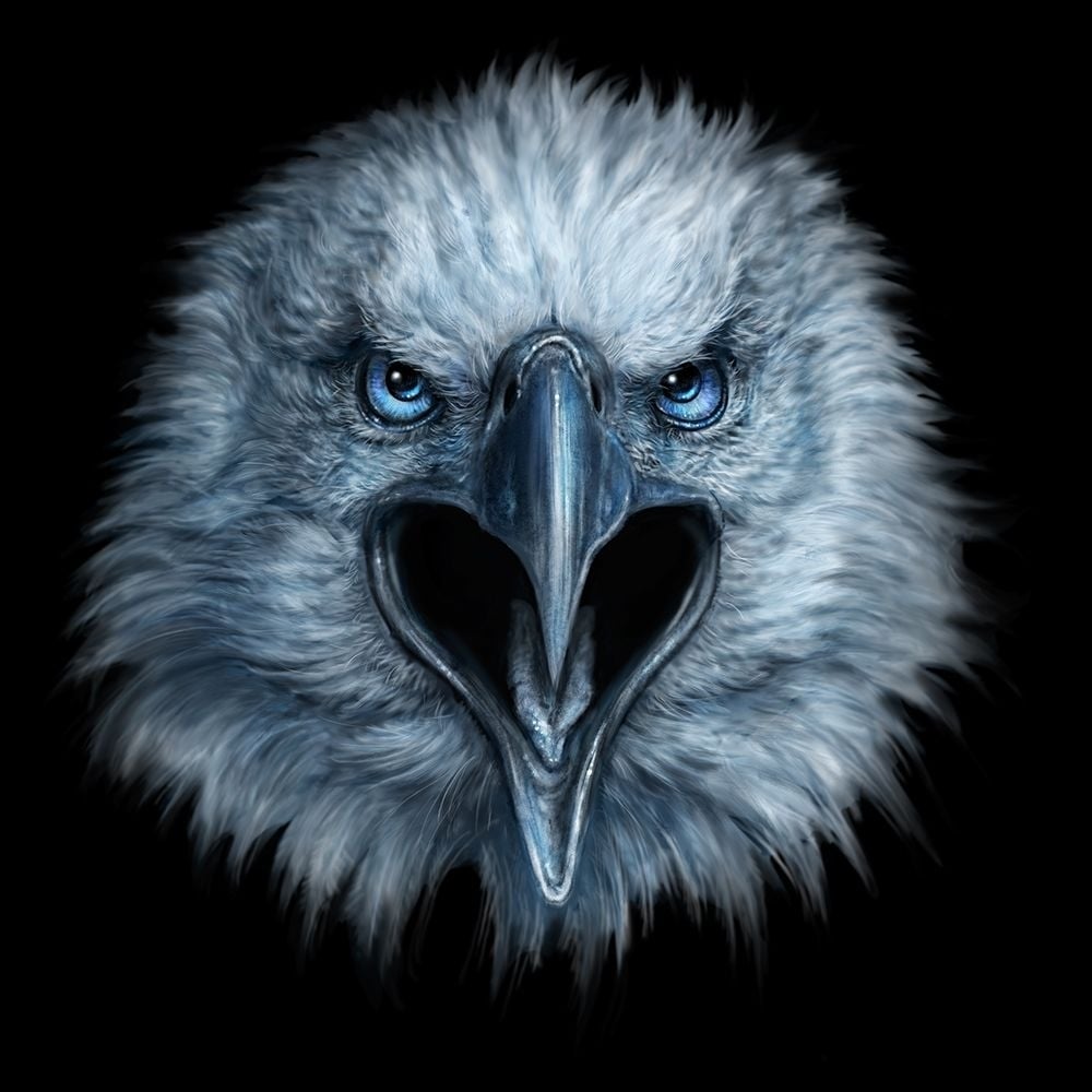 Eagle Face Poster Print - Patrick LaMontagne-VARPDXPATLAM231829 Image 1