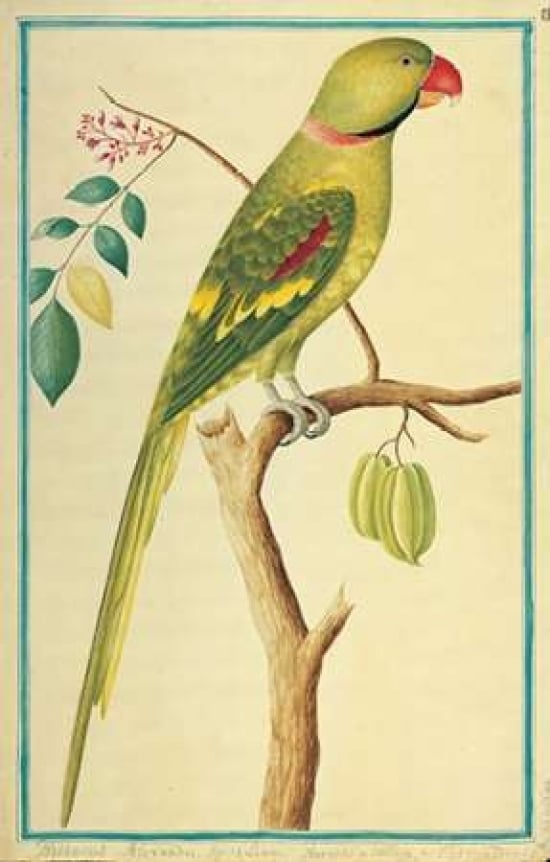 Alexandrine Parakeet Right facing Poster Print by Pieter De Bevere-VARPDXPB08 Image 1