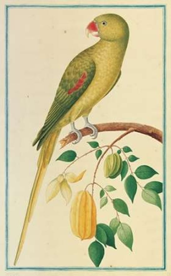 Alexandrine Parakeet. Left facing Poster Print by Pieter De Bevere-VARPDXPB09 Image 1